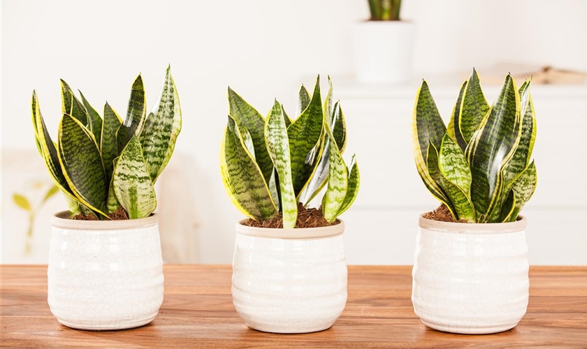 Bogenhanf Floragard Pflanzeninfothek