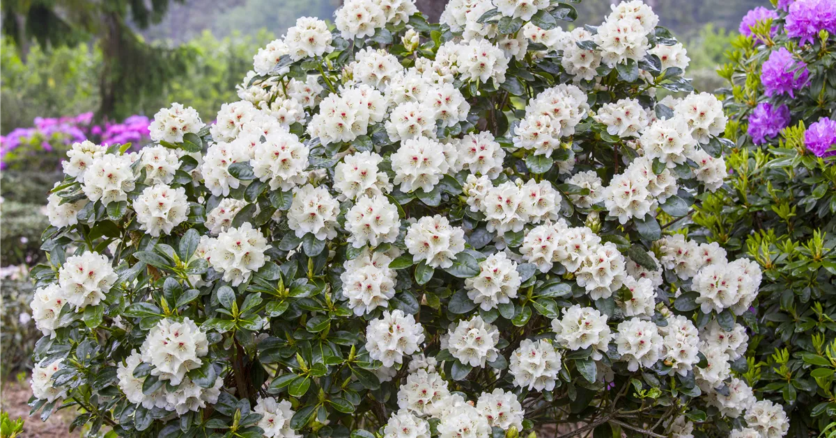 Rhododendron yakushimanum, weiß Pflanze, Pflege & Tipps Floragard