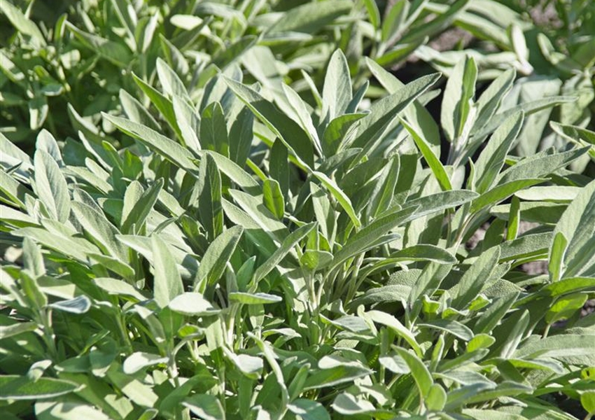 GartenSalbei Floragard Pflanzeninfothek