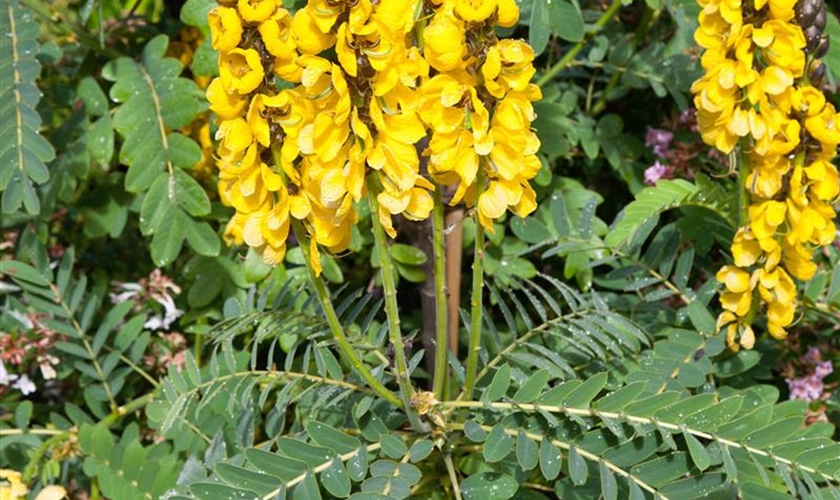 Senna Floragard Pflanzeninfothek