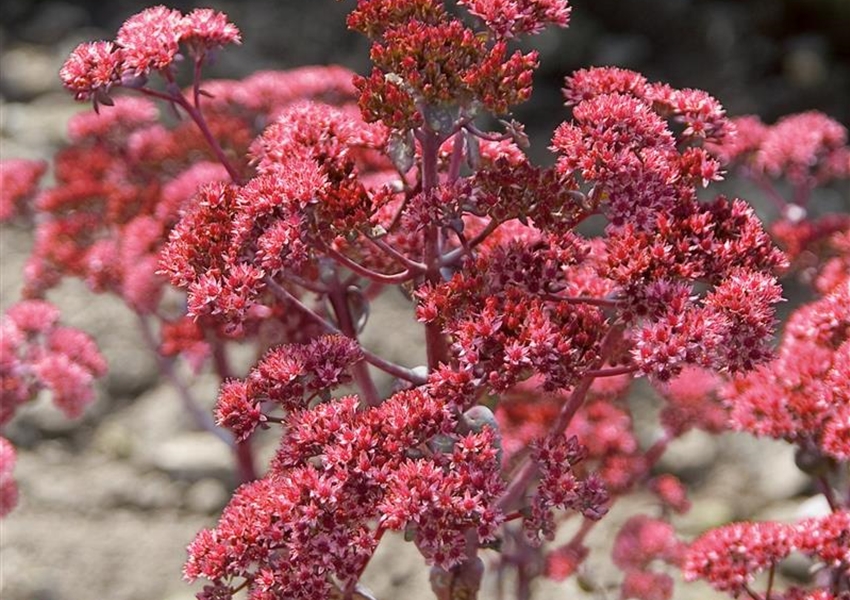 Großes GartenFettblatt Floragard Pflanzeninfothek