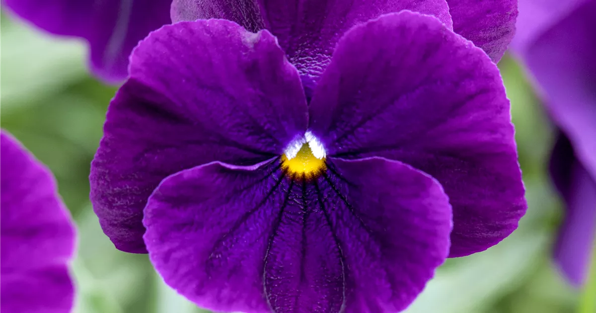 GartenStiefmütterchen Pflanze, Pflege & Tipps Floragard