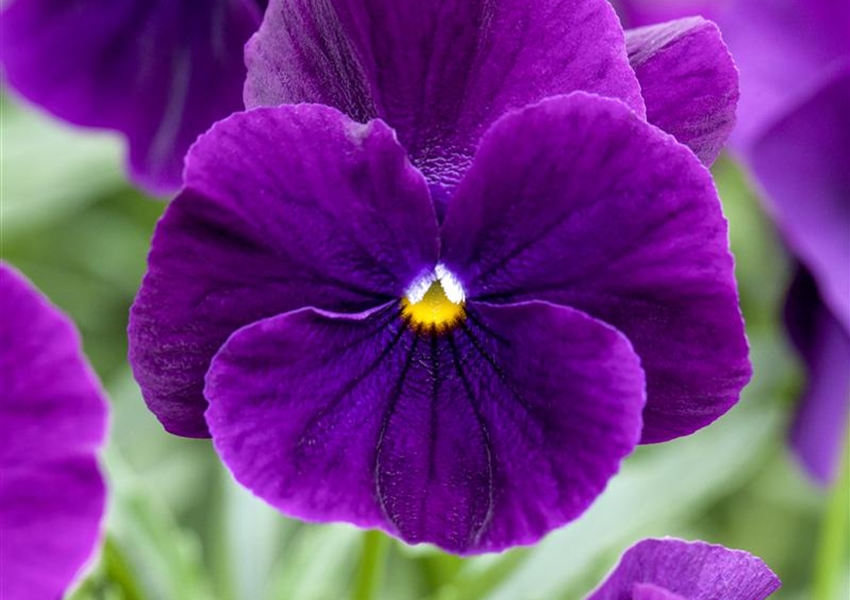 GartenStiefmütterchen Floragard Pflanzeninfothek