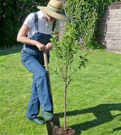 Obstbäume richtig pflanzen Floragard Gartenwelt
