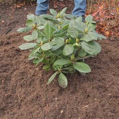 Rhododendron-Hybride 'Sapporo'® - Floragard Pflanzeninfothek