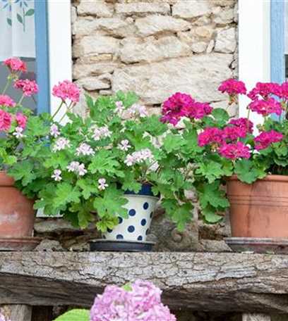 Geranien Die Hits Fur Den Balkon Floragard Gartenwelt