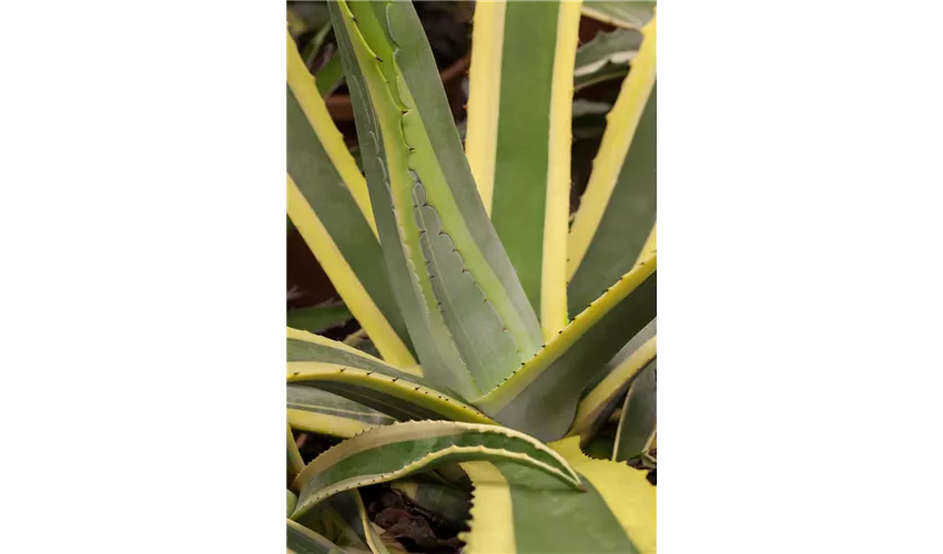 Amerikanische Agave \'Variegata\' Pflanze, Pflege ▷ Floragard & Tipps