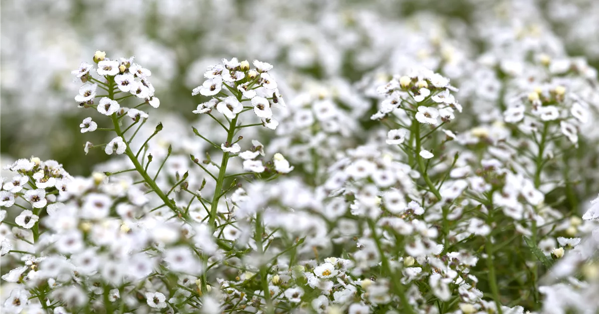 Duftsteinrich White Stream Pflanze Pflege Tipps Floragard