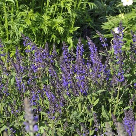 Garten-Blüten-Salbei 'Viola Klose'