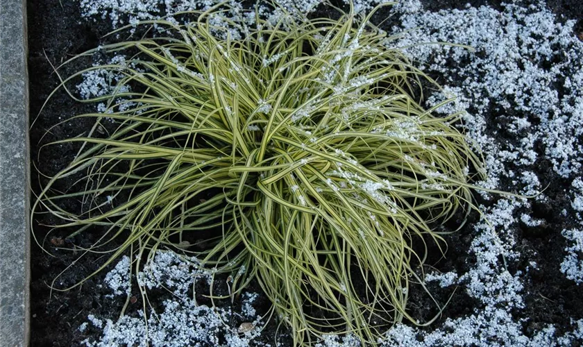 Carex morrowii 'Aureovariegata'
