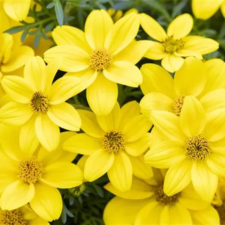 Bidens ferulifolia 'Eldoro® Yellow'