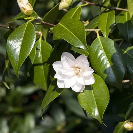 Camellia japonica 'K.Sawada'