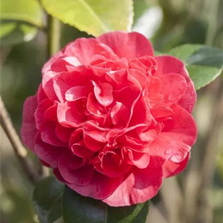 Camellia japonica 'Kramer´s Supreme'
