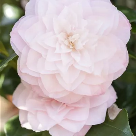 Camellia japonica 'Nuccio´s Pearl'