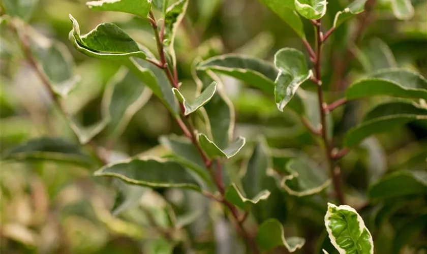 Prunus lusitanica 'Variegata'