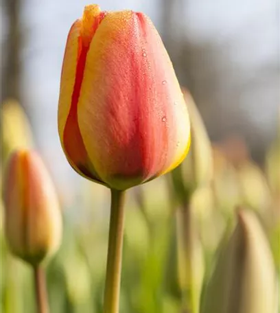 Triumph-Tulpen pflanzen – Farbenspiel im Blumenbeet