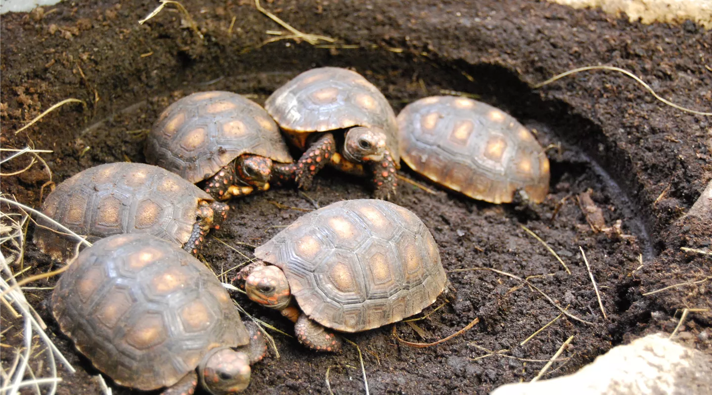 Floragard Schildkrötensubstrat 50l natürliche Einstreu ohne Dünger für Lands 