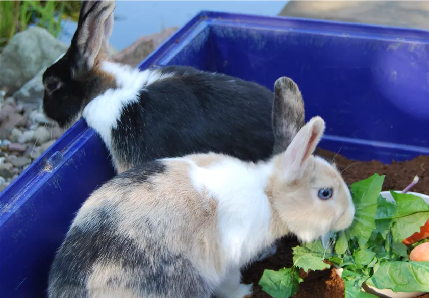 Auch Kaninchen lieben unsere Einstreu