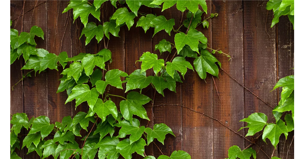 Kletterpflanzen für grüne Akzente in Haus und Garten