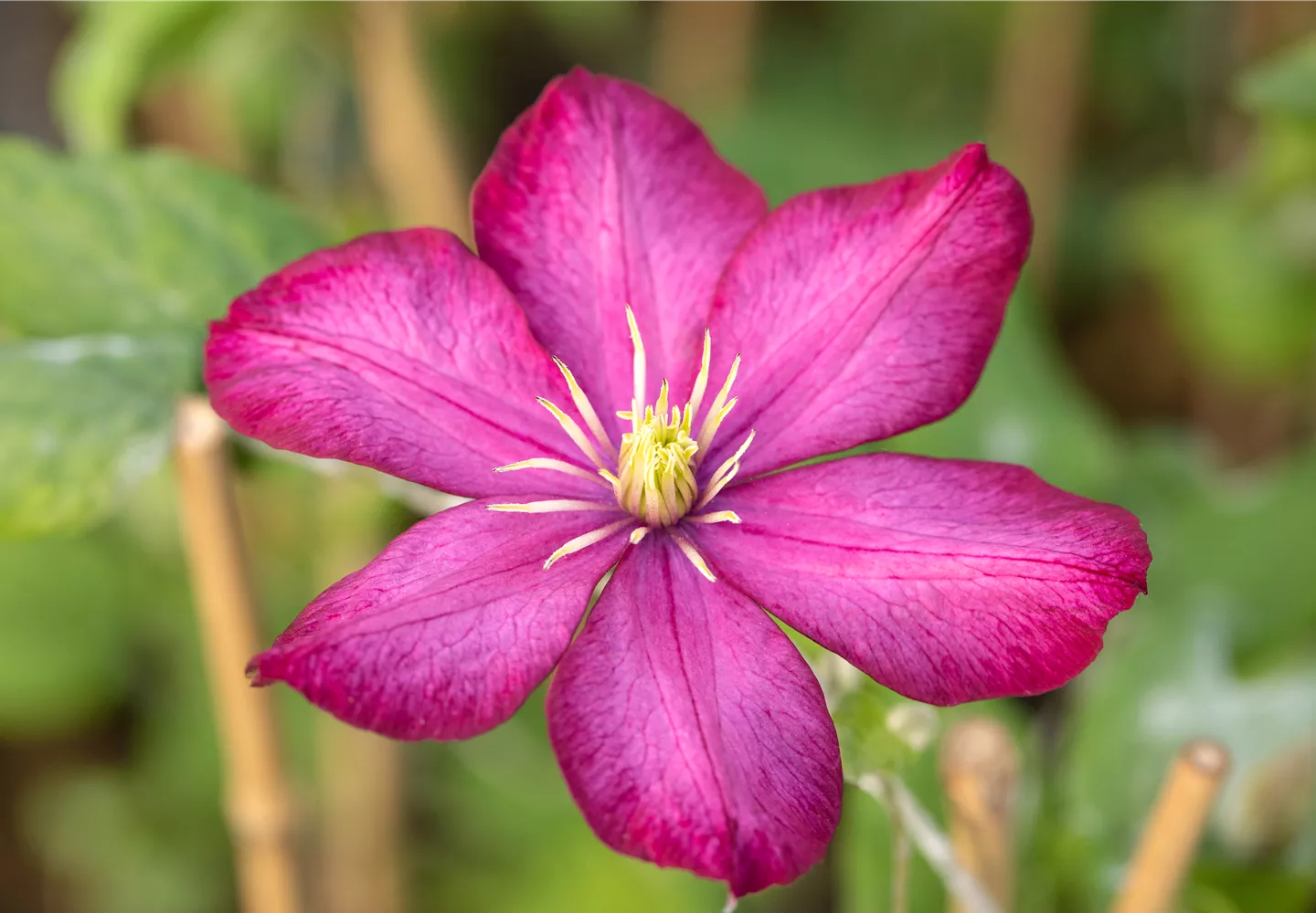 Lila Clematis in Nahaufnahme