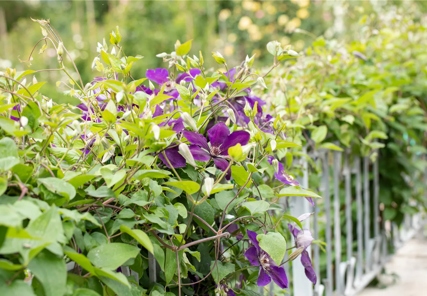 Clematis rankend am Zaun