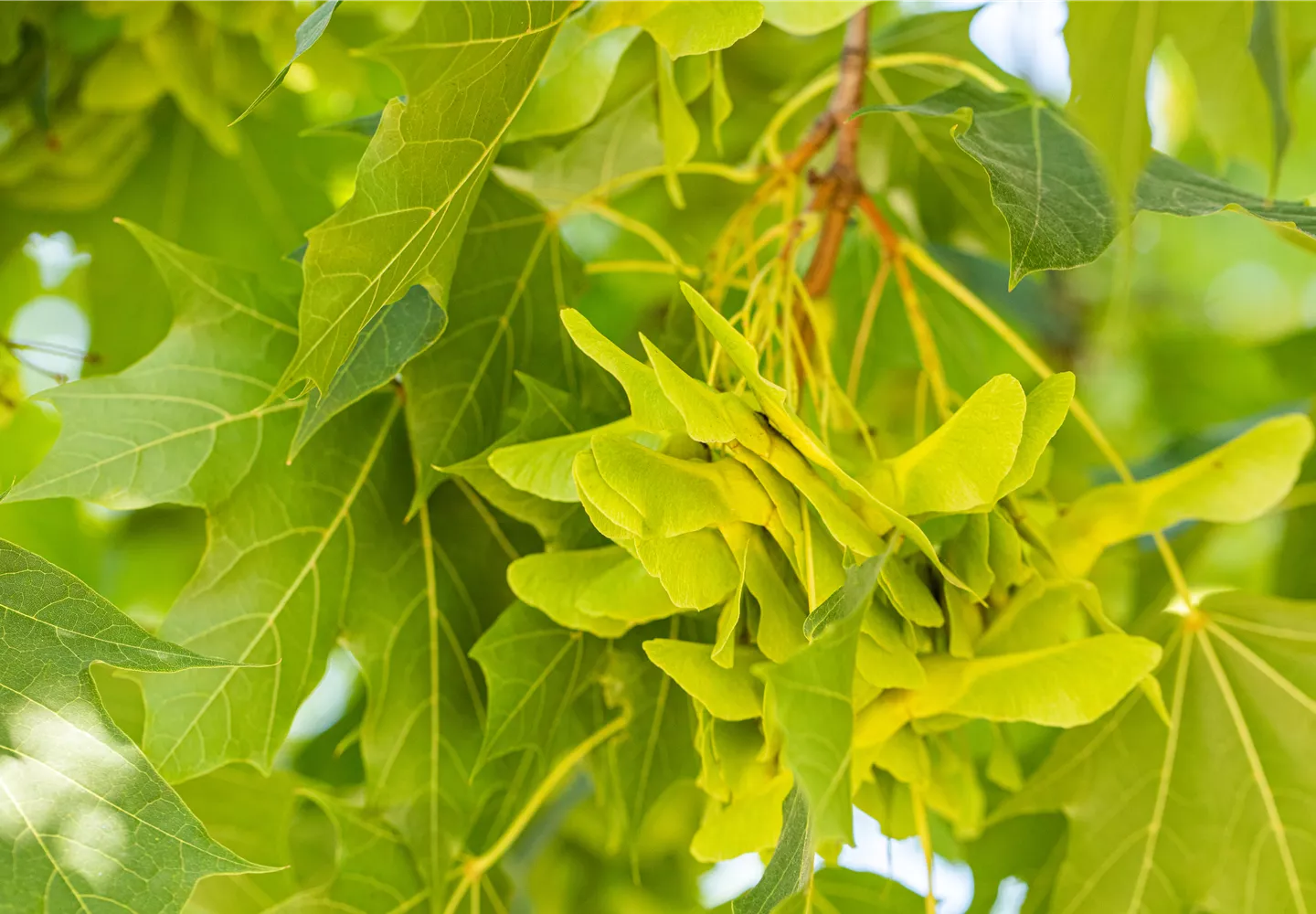 Blätter eines Spitzahorns in Nahaufnahme