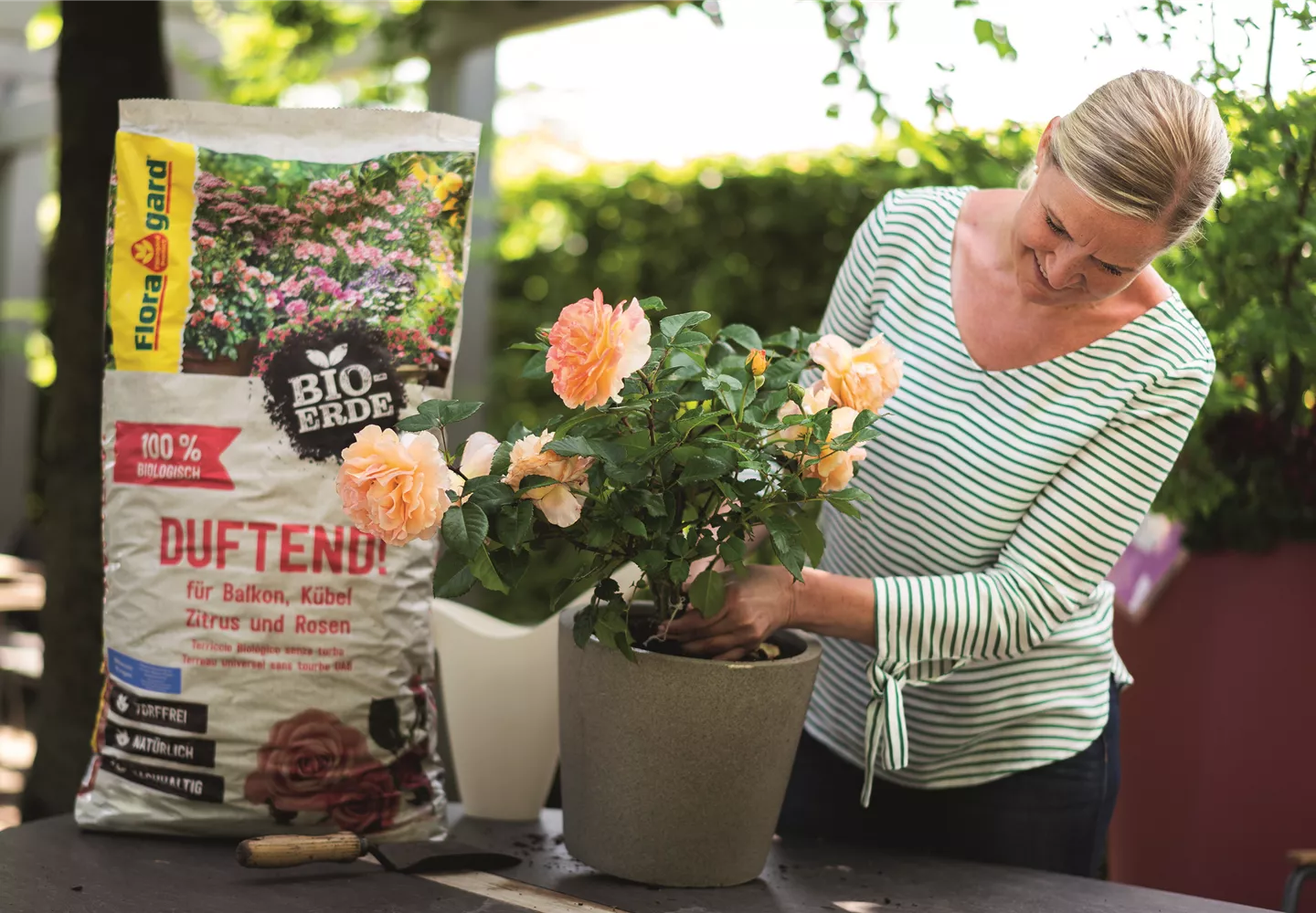 Mit der richtigen Erde kommen Rosen groß raus