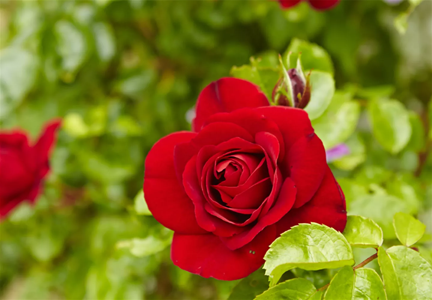 Rote Rosen im Garten