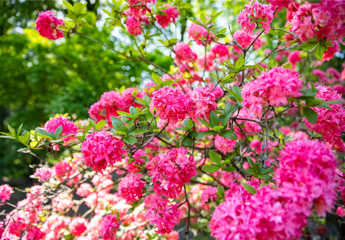 Rhododendron mit pinken Blüten im Garten