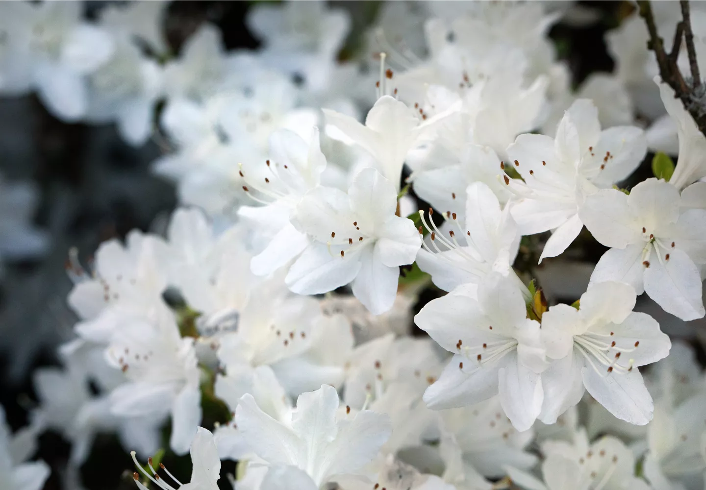 Weiße Rhododendronblüten