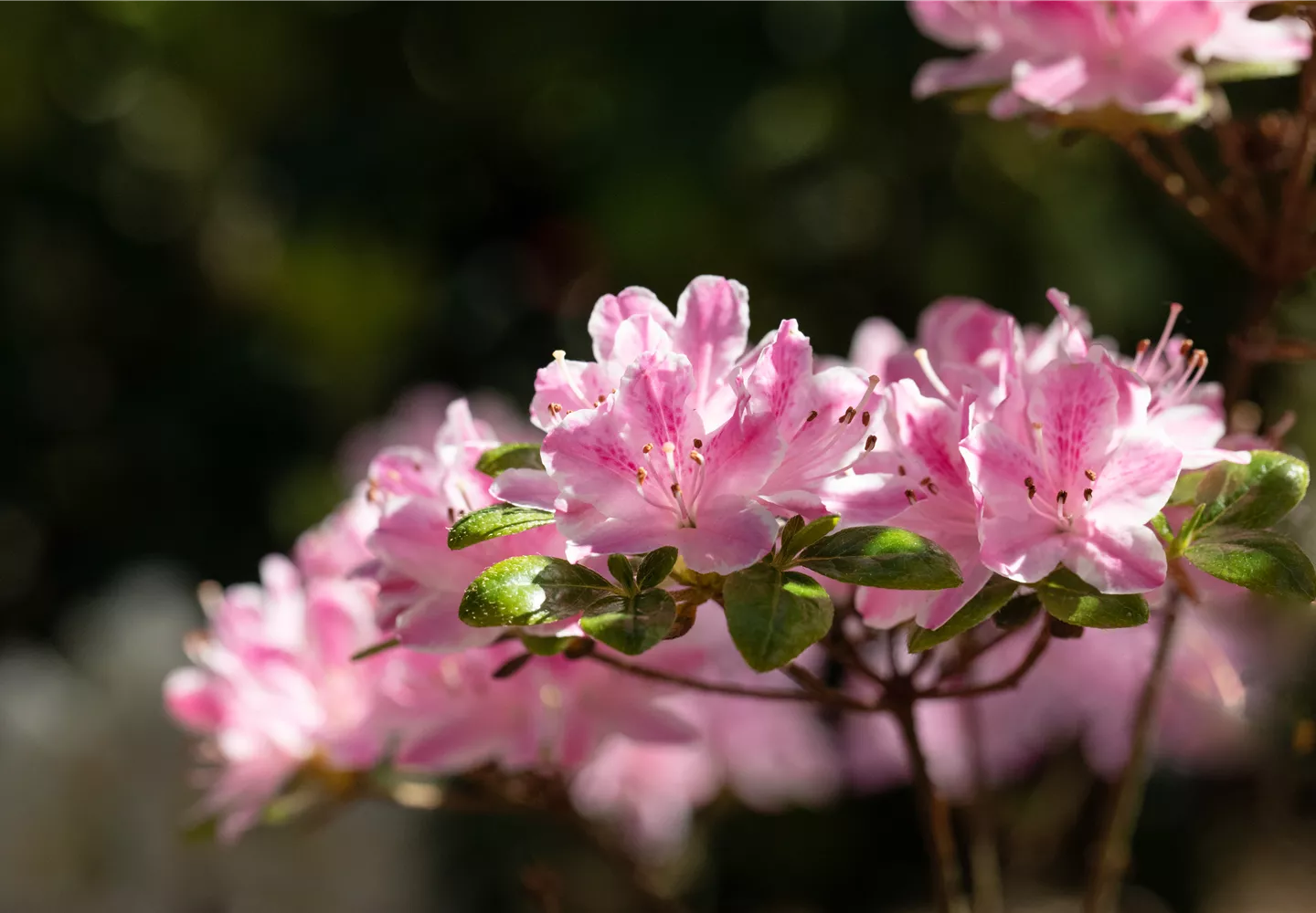 Rosa Blüten an Rhododendron
