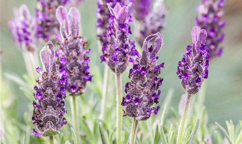 GartenSchopfLavendel 'Anouk' Floragard Pflanzeninfothek