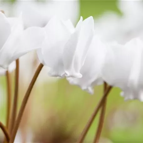 Cyclamen hederifolium 'Ive Ice White'