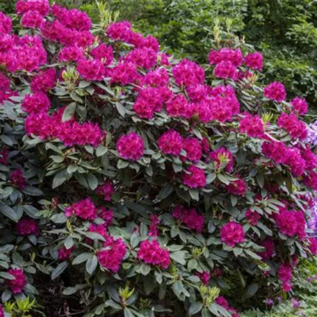 Rhododendron und Azaleen 
