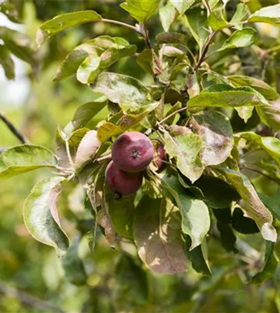 Obstbäume veredeln – frische neue Früchte