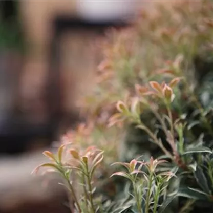 Japanisches Schattenglöckchen - Einpflanzen im Garten