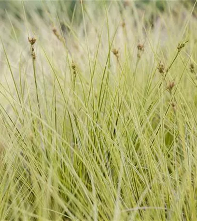 Carex – Weltenbummler und Anpassungskünstler