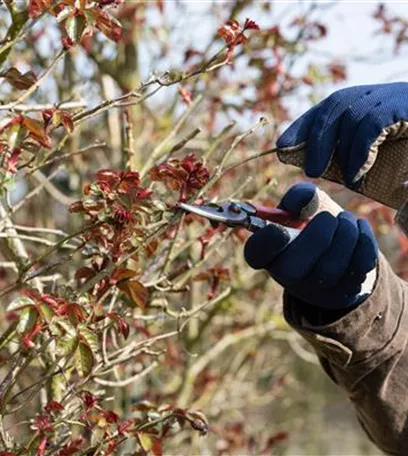 Der Rosenschnitt – Schönheitskur im Frühling