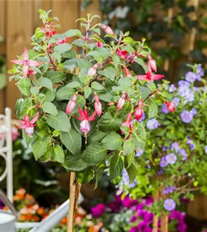 Fuchsien – exotische Schönheiten für Balkon und Garten