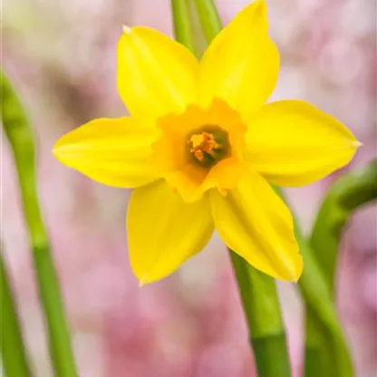 Narzissen – Frühling im Garten
