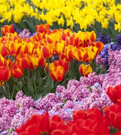 Bunter Frühling mit Blumenzwiebel und Co. – eine Übersicht