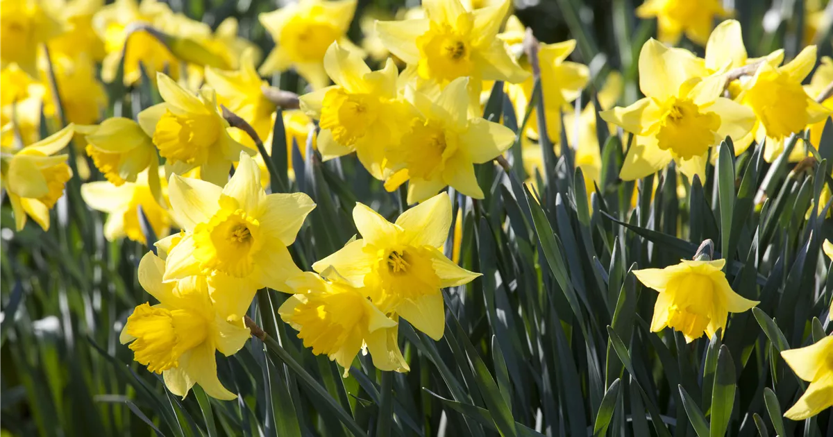 Narzissen Osterglocken einpflanzen Floragard