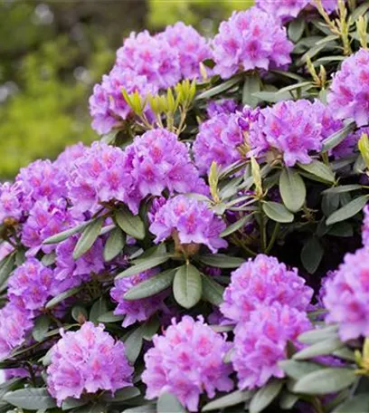 Der Rhododendron – der stilvolle Klassiker