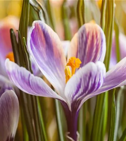 Hyazinthe, Krokus und Co. – der Frühling wird bunt