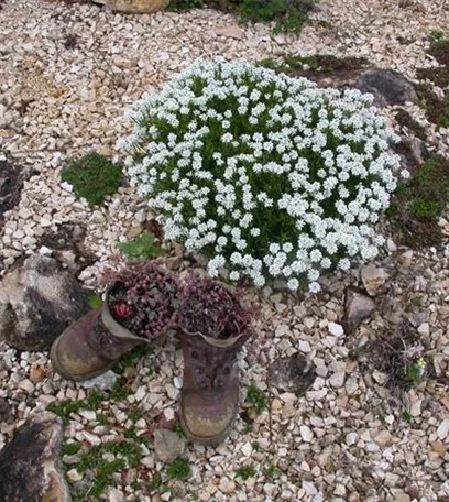 Blumenzwiebeln im Steingarten – So gelingt die Farbenpracht