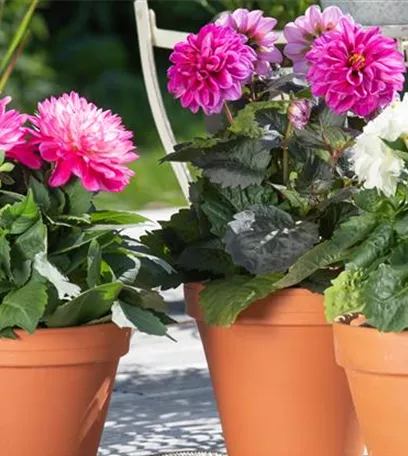 Bereit für den Sommer – Balkon und Garten blühen richtig auf