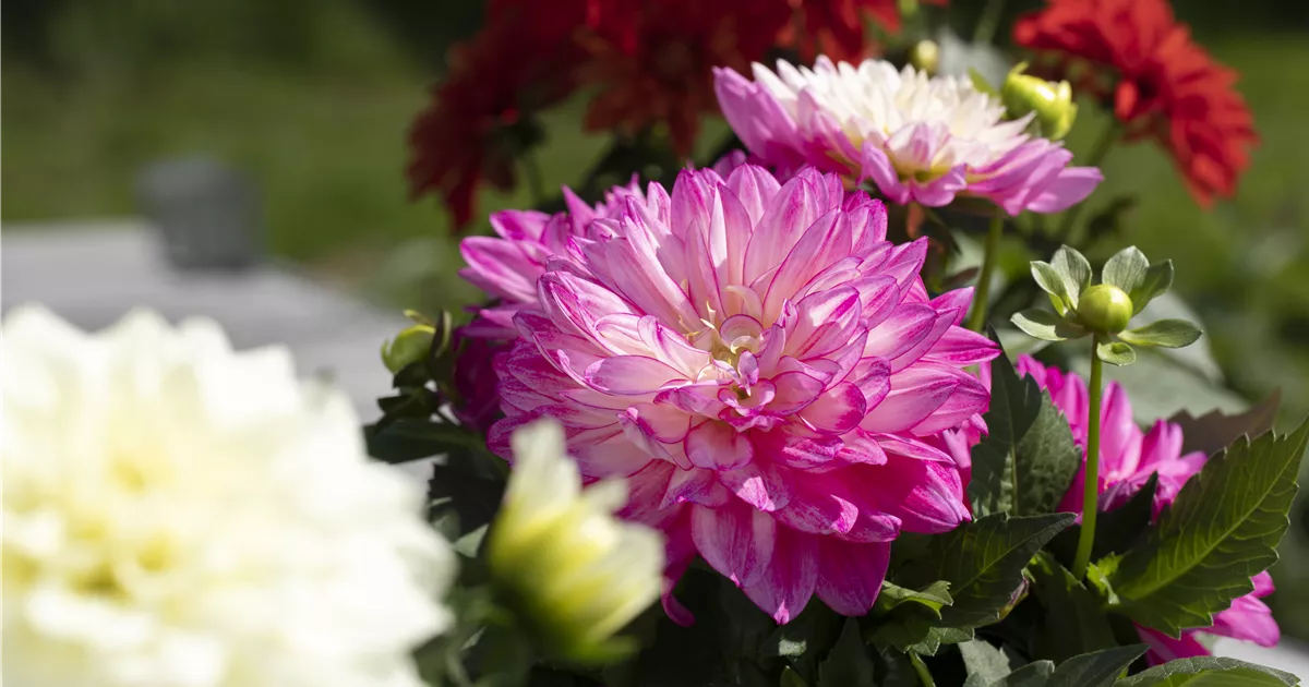 Farbige Blumenzwiebeln für den Sommer Floragard