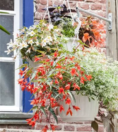 Farbe auf dem Balkon – Blumenzwiebeln für den Sommer