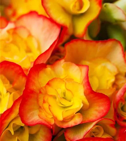 Begonien – tropische Blütenpracht in Haus und Garten