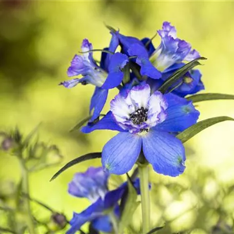 Blumenbeete in Blau und Violett